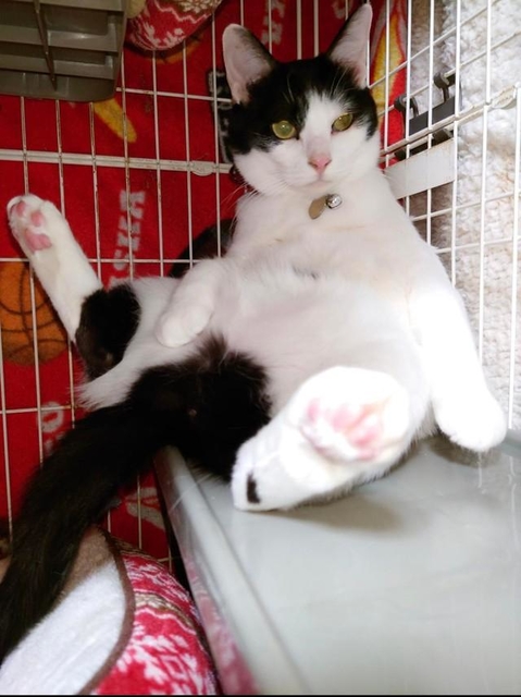 すっかりリラックスしている＝gatita_himawariさん提供