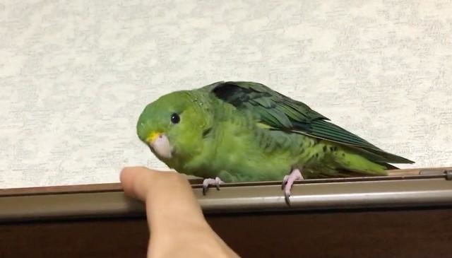 確認　ヘアゴム ヘアリボン ツインテール　1233　小鳥　インコ 確認 ヘアゴム ヘアリボン ツインテール 1233 小鳥 インコ 確認