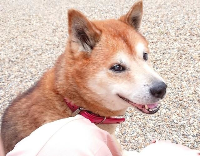 噛みつき手がつけられず…家族に「殺処分」と言われた柴犬 小3 噛みつき手がつけられず…家族に「殺処分」と言われた柴犬 小3