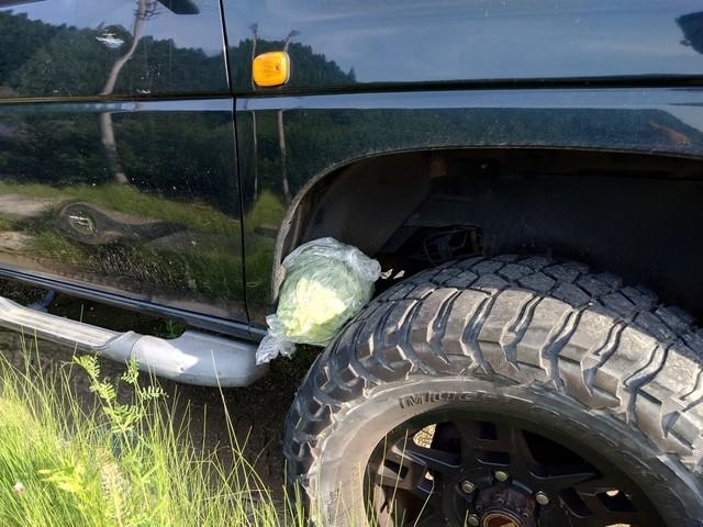 タイヤの上に置かれたキャベツ（もっさんさん提供）