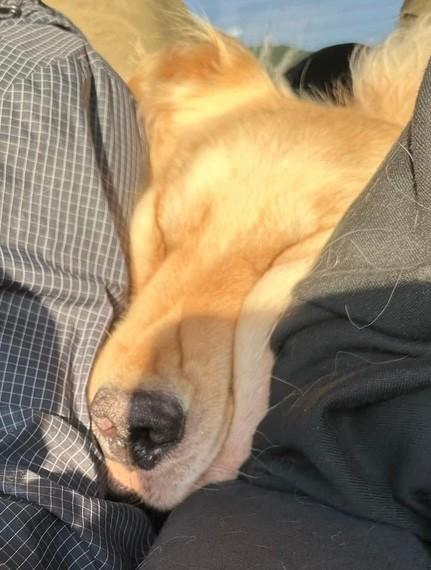 いきむ犬】希少ゴールド いきむ犬】希少ゴールド