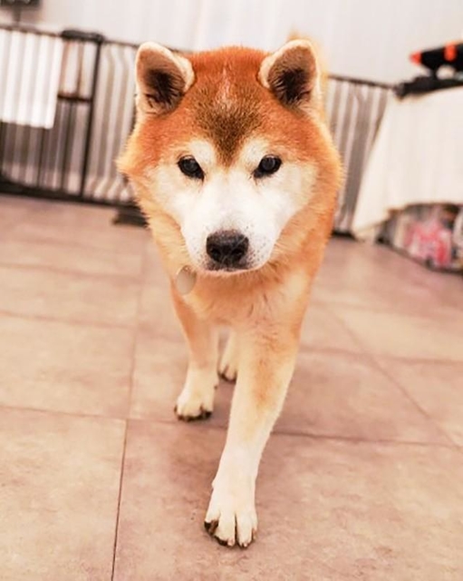 ある日突然いなくなった飼い主を待ち続けたワンコ、ごうくん