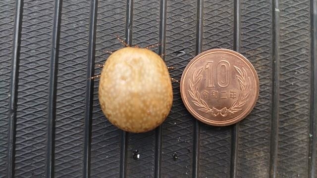 ジャガイモではありません。マダニです（もっちさん提供）