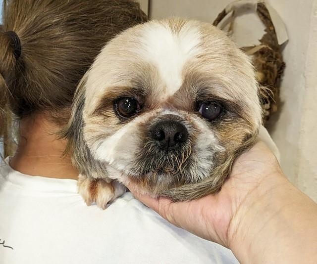 繁殖屋から保護された元繁殖犬のシズ
