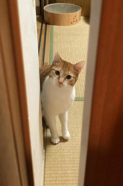 首を傾げて見つめるチャイくん＝ponchanmama0902さん提供