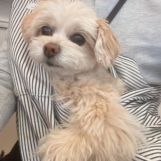 今はちゃんと健康管理をしてもらっている＝chiwapu_ch11さん提供