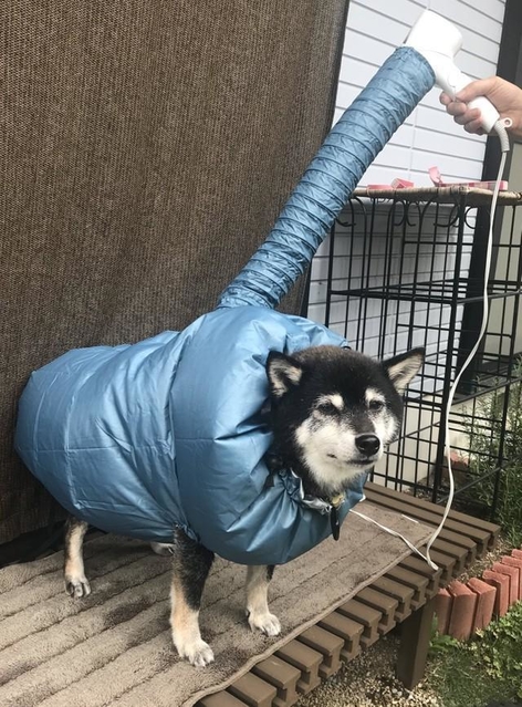 ”犬用乾燥機”姿の柴犬が「ジワる」と話題に（「黒柴パルム」さん提供）
