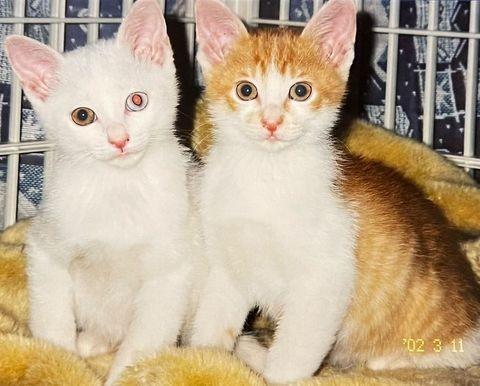 生後2カ月くらいの時。ちゃたろうくん（右）、こたろうくん＝m.i.kanさん提供