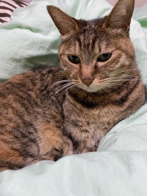 キジトラのうずらちゃん