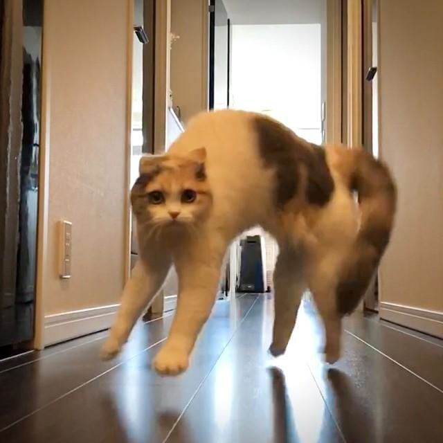 ステップが大きすぎてもはやジャンプです！（提供）