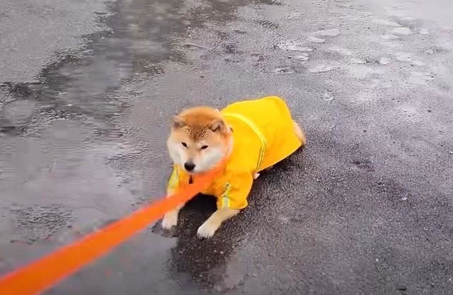 わたちは拒否柴でございまする（「シヴァ犬こむぎっす　豆シヴァわらび」さん提供、YouTubeよりキャプチャ撮影）