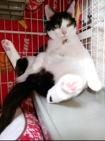 すっかりリラックスしている＝gatita_himawariさん提供