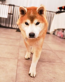 ある日突然いなくなった飼い主を待ち続けたワンコ、ごうくん