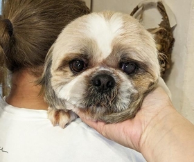 繁殖屋から保護された元繁殖犬のシズ