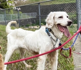 今年3月福岡県で迷い犬として保護された葉桜