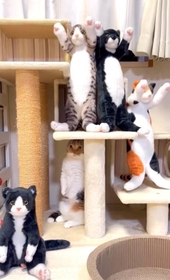 ぬいぐるみの中に紛れ込んでいる本物の猫が話題に（「マンチカンのこゆき＆みゆき」さん提供、Instagramよりキャプチャ撮影）