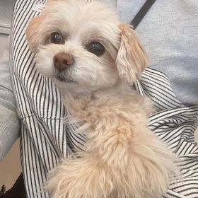 今はちゃんと健康管理をしてもらっている＝chiwapu_ch11さん提供