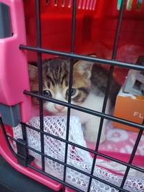 元気に暮らしているという＝トイプードルと猫さん（@S07M0501）提供