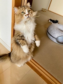 体幹が強いんです！＝みぬ太郎とみぬ次郎さん（@minuminutaro）提供