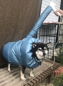 ”犬用乾燥機”姿の柴犬が「ジワる」と話題に（「黒柴パルム」さん提供）