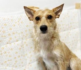 臆病だけど穏やかな性格のお母さんワンコ・アイル