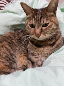 キジトラのうずらちゃん