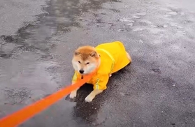 わたちは拒否柴でございまする（「シヴァ犬こむぎっす　豆シヴァわらび」さん提供、YouTubeよりキャプチャ撮影）