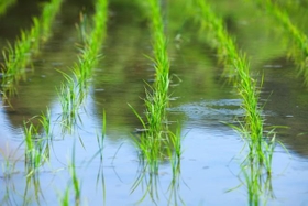 田植え後の水田　※写真はイメージです（Paylessimages/stock.adobe.com）