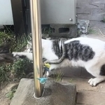 蛇を巻き付けながら鳥を捕まえる野良猫がTwitter上で話題に（こつさん提供）