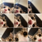 ニャンだ、これ～？(画像提供：しろあん でっかい北欧猫さん)