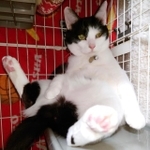 すっかりリラックスしている＝gatita_himawariさん提供