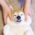 ふわふわの頬っぺた（画像提供：柴犬チャーミー）