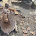 お腹がいっぱいなのか、なぜなのか、鹿せんべいを食べない奈良のシカ。地面にせんべいが散らばっています（いずれも提供写真）