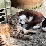 さくらねことなり、一代限りの生を全うすることになった家島の猫たち
