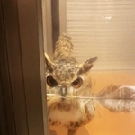 リビングにいる飼い主さんを見つめるガルーくん（げんさん提供、Twitterよりキャプチャ撮影）