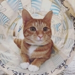 茶トラの可愛いところを全部持っているソルくん＝smilandjump7231さん提供