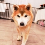 ある日突然いなくなった飼い主を待ち続けたワンコ、ごうくん