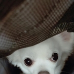 写真は「レスキュードアニマルネットワーク」から押収されたという白いチワワ。4月、民間ボランティアが同団体に3度目の刑事告発をした（民間ボランティア提供）