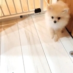 わたちとおりぬけちゃいました♡（Teddyさん提供）