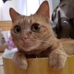 丸い目が可愛い＝ponchanmama0902さん提供