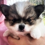 まるでぬいぐるみのようなこつぶちゃん