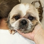 繁殖屋から保護された元繁殖犬のシズ