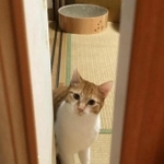 首を傾げて見つめるチャイくん＝ponchanmama0902さん提供