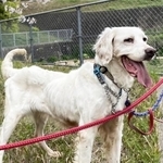 今年3月福岡県で迷い犬として保護された葉桜