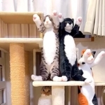 ぬいぐるみの中に紛れ込んでいる本物の猫が話題に（「マンチカンのこゆき＆みゆき」さん提供、Instagramよりキャプチャ撮影）