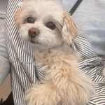 今はちゃんと健康管理をしてもらっている＝chiwapu_ch11さん提供