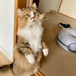 体幹が強いんです！＝みぬ太郎とみぬ次郎さん（@minuminutaro）提供