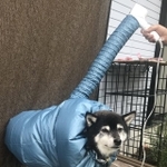 ”犬用乾燥機”姿の柴犬が「ジワる」と話題に（「黒柴パルム」さん提供）