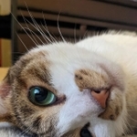 まったりしているにゃ=kirenukko1981さん提供