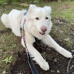 飼い主が病気となり、保護団体に引き取られたグーくん